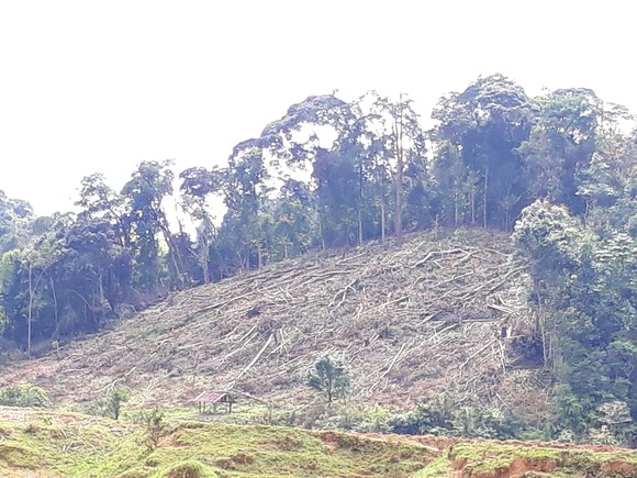 Kon Tum: Phá rừng ở nơi… cấm phá ảnh 4