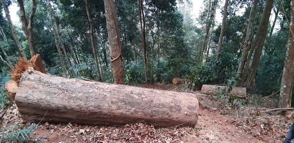 Kiểm tra hiện trường vụ gỗ “khủng lồ” bị đốn hạ tại Kon Tum ảnh 1