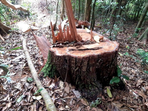 Gia Lai: Khởi tố vụ phá rừng ở xã Hra ảnh 1