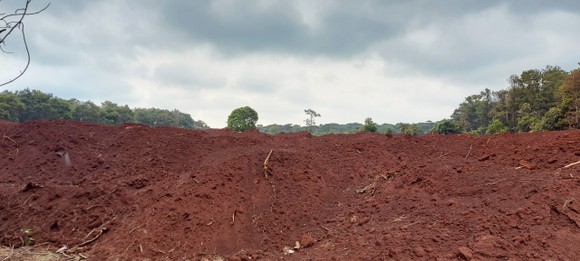 Đất được đổ, tập kết ở khu rừng thông xã Tân Bình
