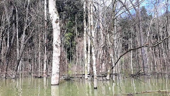 Thủy điện Thượng Kon Tum tích nước lòng hồ làm chết hơn 25ha rừng ảnh 1