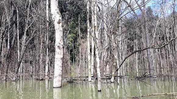Thủy điện Thượng Kon Tum tích nước làm chết hơn 25ha rừng do đo đạc, kiểm tra thực tế thiếu chính xác  ảnh 1