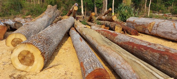 Công ty lâm nghiệp để xảy ra khai thác, cất giấu trái phép hơn 941m³ gỗ trong 3 năm ảnh 1