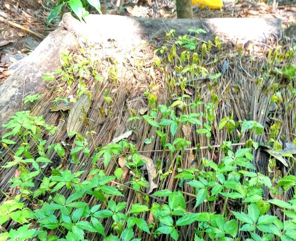 Sâm Ngọc Linh con chết hàng loạt, người dân trồng sâm khốn khổ ảnh 2