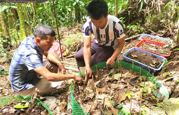 Đã xác định nguyên nhân sâm Ngọc Linh chết hàng loạt ảnh 4
