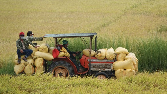 Xuống đồng giúp dân thu hoạch lúa ảnh 13