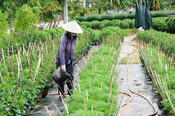 Đà Nẵng: Thấp thỏm hoa vụ tết ảnh 3