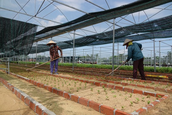 Đà Nẵng: Hơn 81% lao động nông thôn có việc làm sau học nghề  ảnh 2