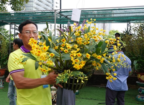 Hơn 300 tác phẩm tại Lễ hội Hoa lan Đà Nẵng 2022 ảnh 4