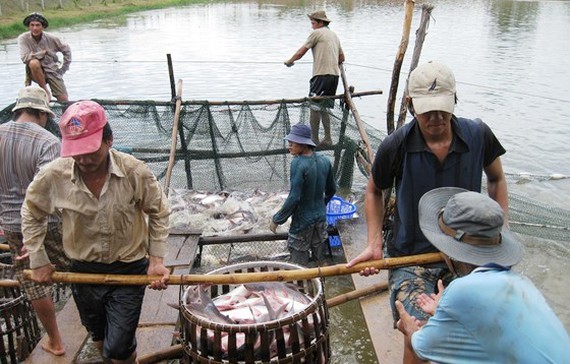 Đồng bằng sông Cửu Long: Cá tra bị thiệt hại kép ảnh 1