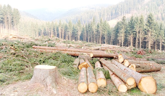 Ý tưởng “xót của” liệu có ngăn cản được những hành vi tận diệt thiên nhiên như phá rừng?