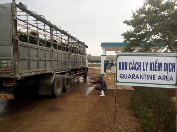 TH nhập khẩu đàn bò cho sản lượng và chất lượng sữa tốt nhất thế giới ảnh 2