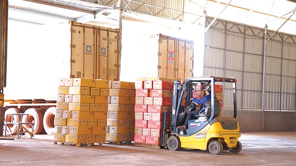 Thilogi phát triển dịch vụ logistics xuất khẩu nông sản với sản lượng lớn ảnh 1