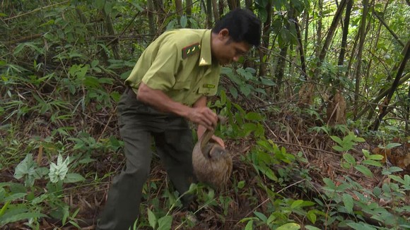 Bình Phước: Thả một cá thể tê tê Java về rừng ảnh 1