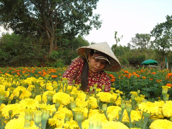 Làng cúc vạn thọ tại phường Bửu Long, TP Biên Hòa (tỉnh Đồng Nai) đang tất bật vào vụ thu hoạch hoa tết