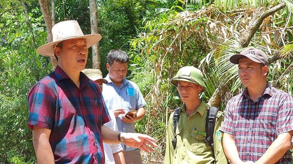 Quảng Nam yêu cầu khẩn trương điều tra vụ phá rừng Trà Bui ảnh 1