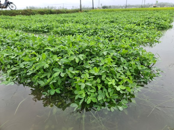 Gần 20.000ha lúa, rau màu của Quảng Nam bị ngập, ngã đổ do mưa lớn ảnh 10