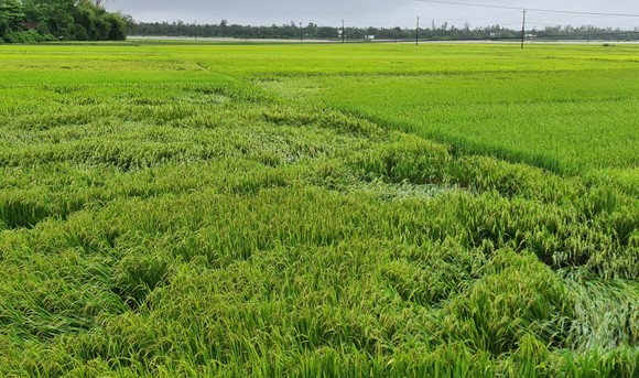 Gần 20.000ha lúa, rau màu của Quảng Nam bị ngập, ngã đổ do mưa lớn  ảnh 1