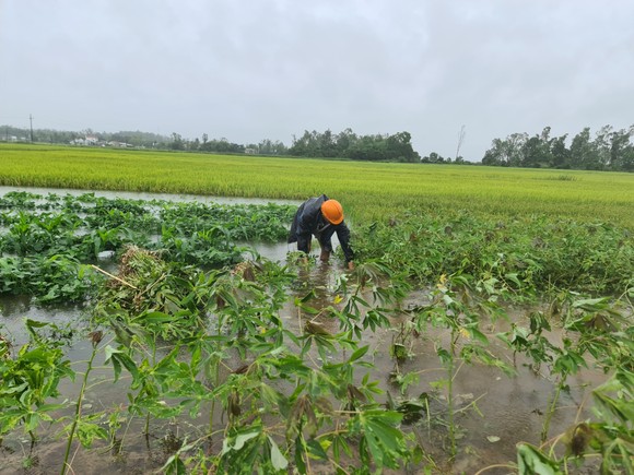 Gần 20.000ha lúa, rau màu của Quảng Nam bị ngập, ngã đổ do mưa lớn  ảnh 2