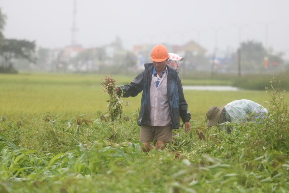 Gần 20.000ha lúa, rau màu của Quảng Nam bị ngập, ngã đổ do mưa lớn  ảnh 3