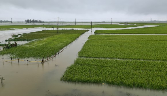 Gần 20.000ha lúa, rau màu của Quảng Nam bị ngập, ngã đổ do mưa lớn  ảnh 4
