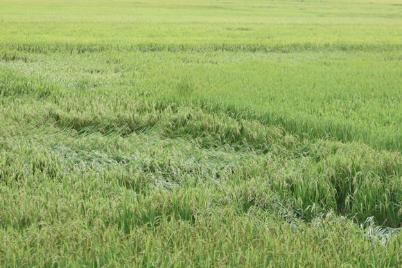 Gần 20.000ha lúa, rau màu của Quảng Nam bị ngập, ngã đổ do mưa lớn  ảnh 6