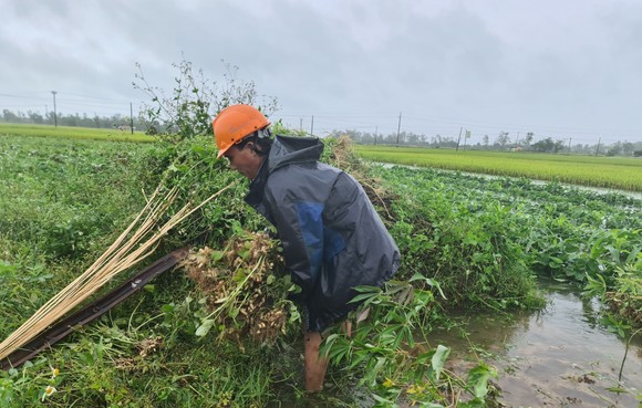 Gần 20.000ha lúa, rau màu của Quảng Nam bị ngập, ngã đổ do mưa lớn  ảnh 8