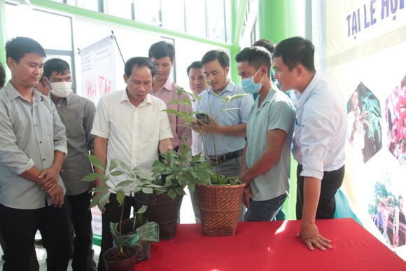 Cây sâm Ngọc Linh 20 tuổi được rao bán với giá 800 triệu đồng ảnh 4