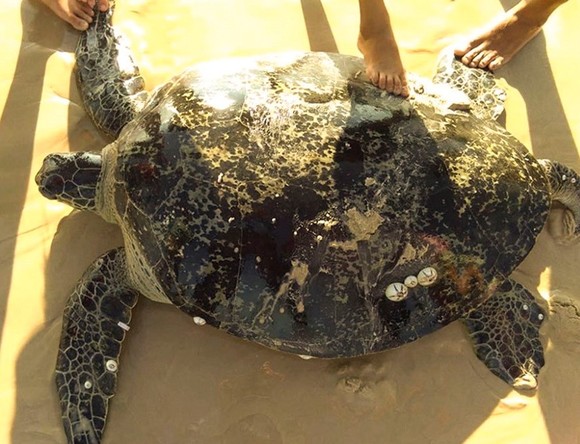 Rùa biển nặng hơn 100 kg mắc lưới ngư dân ảnh 1