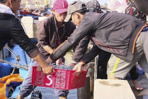 Ngư dân Quảng Trị được mùa cá cơm sau Tết Nguyên đán ảnh 4