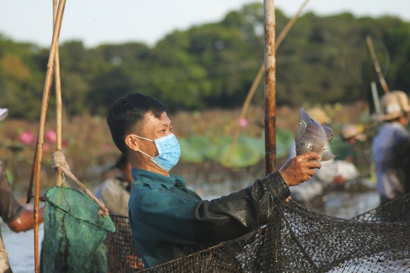 Hàng trăm người reo hò, lội bùn bắt cá cầu may ảnh 11