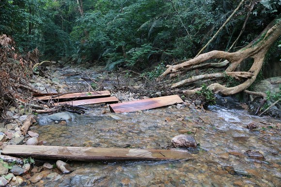 Cận cảnh hiện trường vụ phá rừng đặc dụng ở Quảng Trị ảnh 2