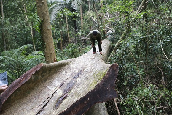 Cận cảnh hiện trường vụ phá rừng đặc dụng ở Quảng Trị ảnh 5