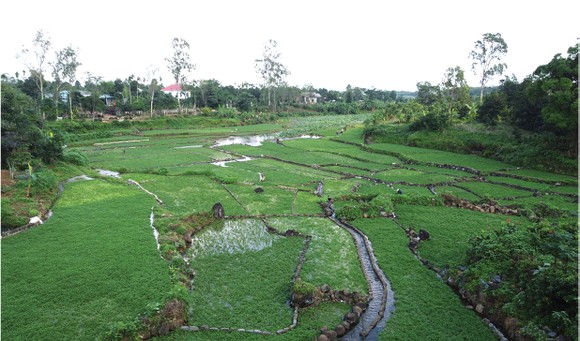 Mùa thu hoạch rau liệt bên giếng cổ ngàn năm ảnh 5
