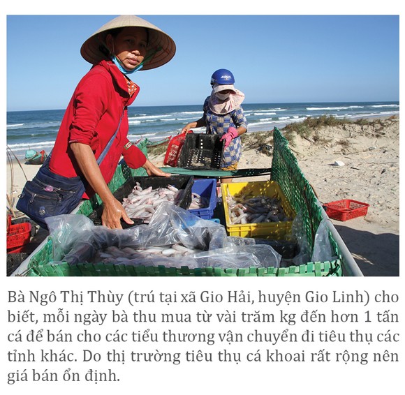 Vào vụ cá khoai, ngư dân Quảng Trị thu tiền triệu mỗi ngày ảnh 11