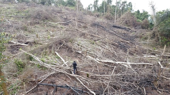 Vụ hơn 18ha rừng ở Quảng Trị bị chặt phá: UBND tỉnh yêu cầu xử lý nghiêm ảnh 1