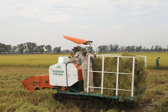 Trồng lúa hữu cơ mở ra hướng canh tác bền vững cho nông dân Quảng Trị ảnh 5