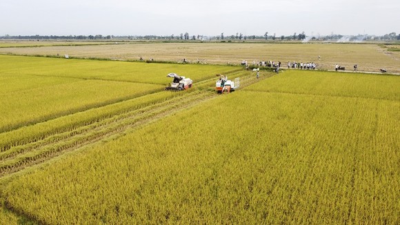 Trồng lúa hữu cơ mở ra hướng canh tác bền vững cho nông dân Quảng Trị ảnh 1