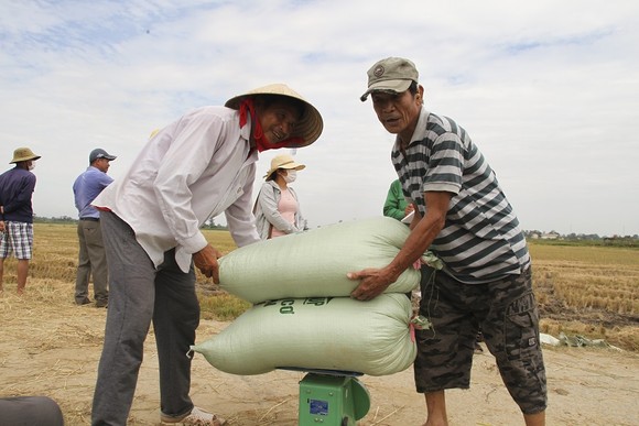 Trồng lúa hữu cơ mở ra hướng canh tác bền vững cho nông dân Quảng Trị ảnh 8
