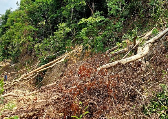 Quảng Trị yêu cầu xử lý nghiêm vụ hàng chục cây rừng tự nhiên bị đốn hạ ảnh 1