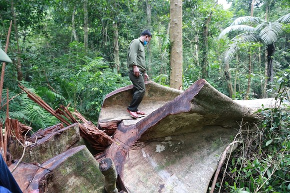 Kỷ luật Giám đốc Ban Quản lý Khu Bảo tồn thiên nhiên Bắc Hướng Hóa vì để xảy ra phá rừng ảnh 1