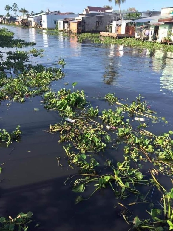 Hậu Giang: Dòng nước đen “bí hiểm” lan rộng! ảnh 1