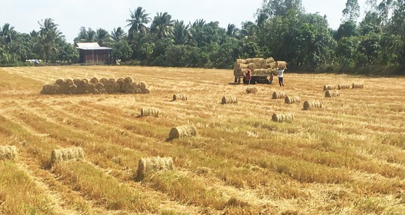 Vụ đông xuân năm 2021, nông dân ĐBSCL sản xuất lúa đạt năng suất cao, lợi nhuận tăng 