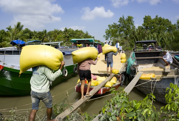 Giảm diện tích sản xuất lúa, nông dân ĐBSCL vẫn có lợi ảnh 2