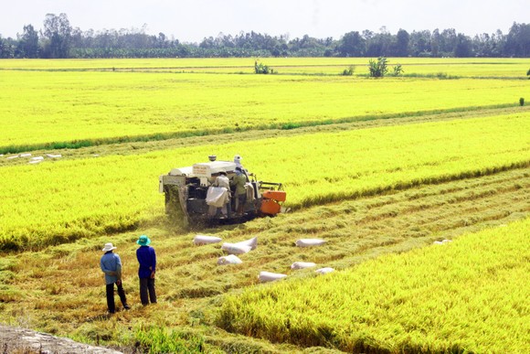 Giá gạo xuất khẩu giảm, nhiều doanh nghiệp lo lắng ảnh 2