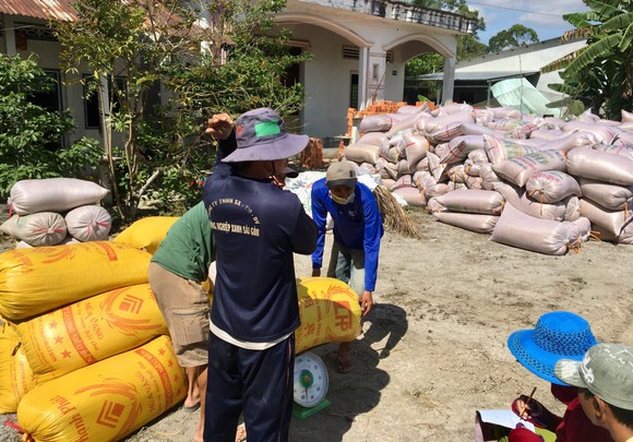 ĐBSCL: Nông dân bán lúa nhanh, giá gạo xuất khẩu tăng ảnh 2