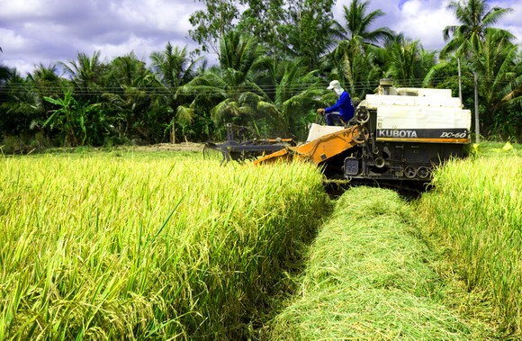 Giúp nông dân trồng lúa tích hợp các giải pháp giảm thất thoát sau thu hoạch ảnh 2