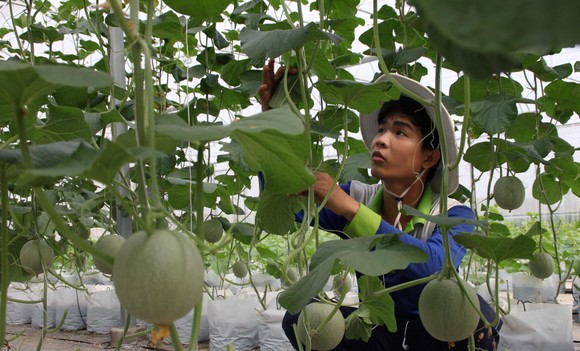 Người dân TP Tây Ninh đang thành công với mô hình trồng dưa lưới có mái che