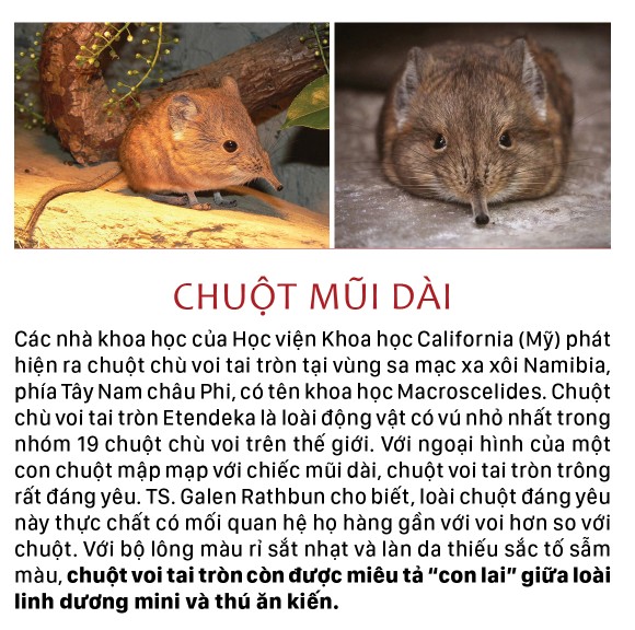 Năm Tý bàn chuyện lạ về chuột ảnh 6