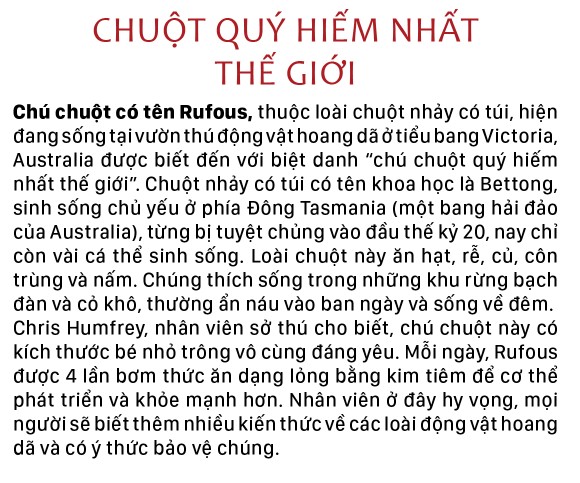 Năm Tý bàn chuyện lạ về chuột ảnh 11